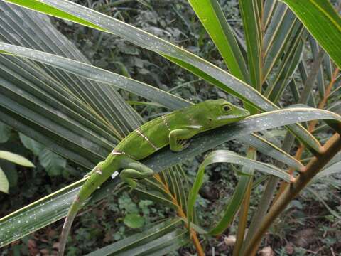 Image of Anolis luteogularis Noble & Hassler 1935