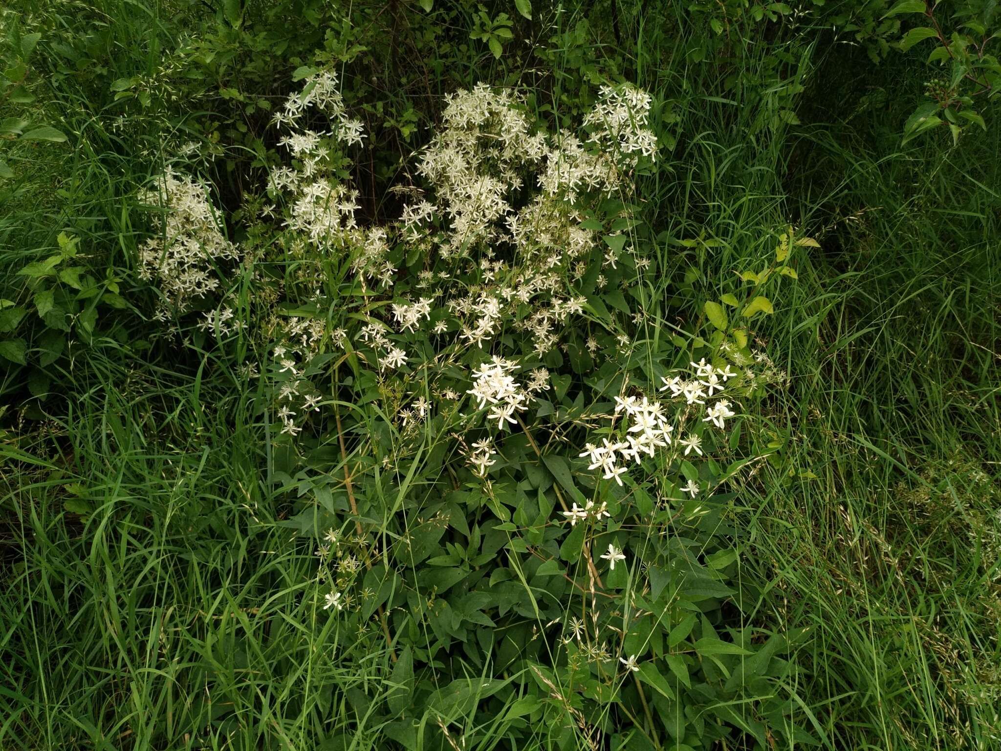 Imagem de Clematis terniflora var. mandshurica (Rupr.) Ohwi