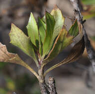 Plancia ëd Hemichaena levigata (Robins. & Greenm.) Thieret