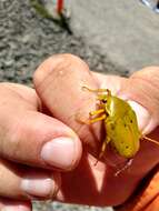 Image of Schizorhina