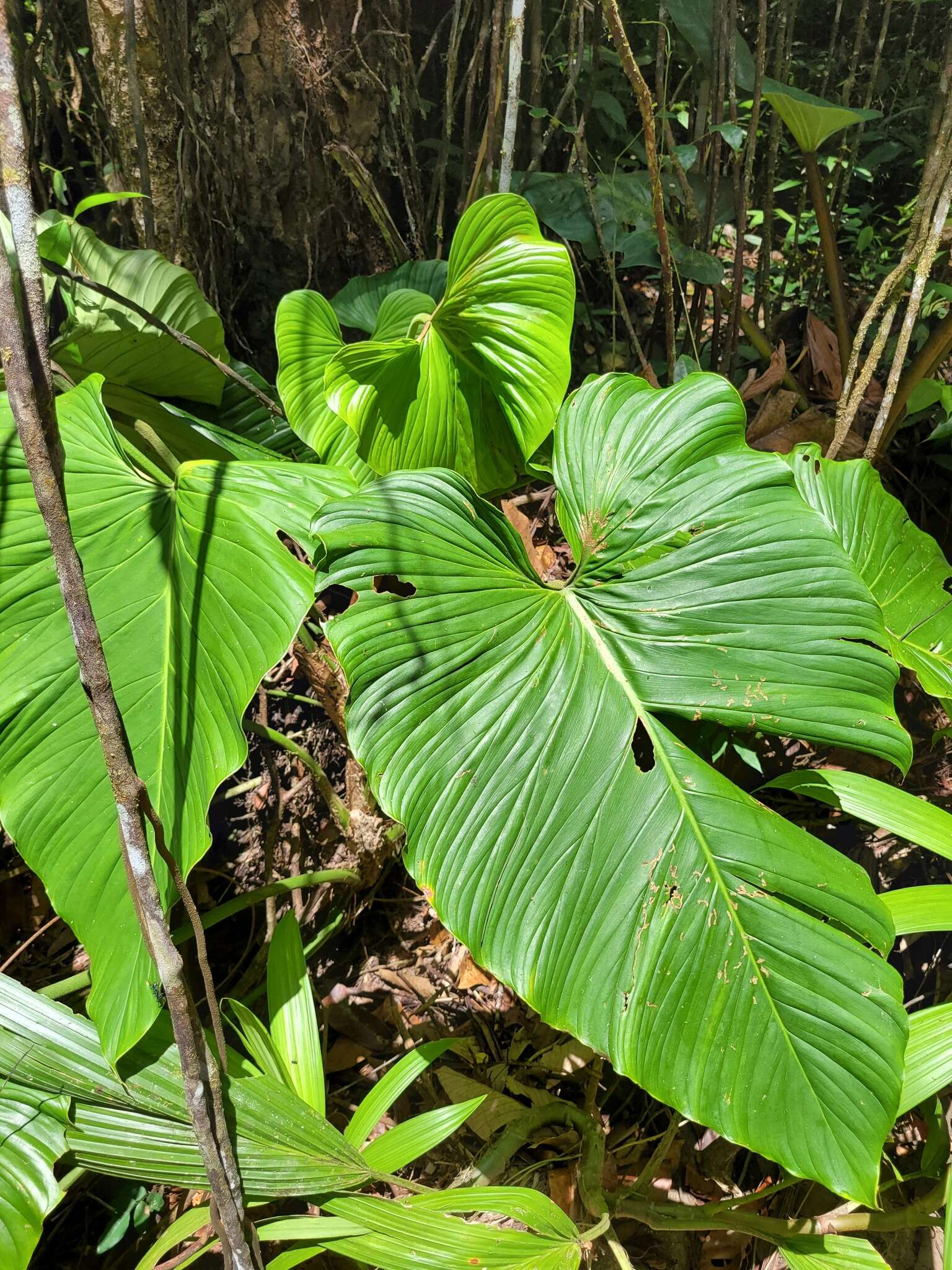 Image of philodendron