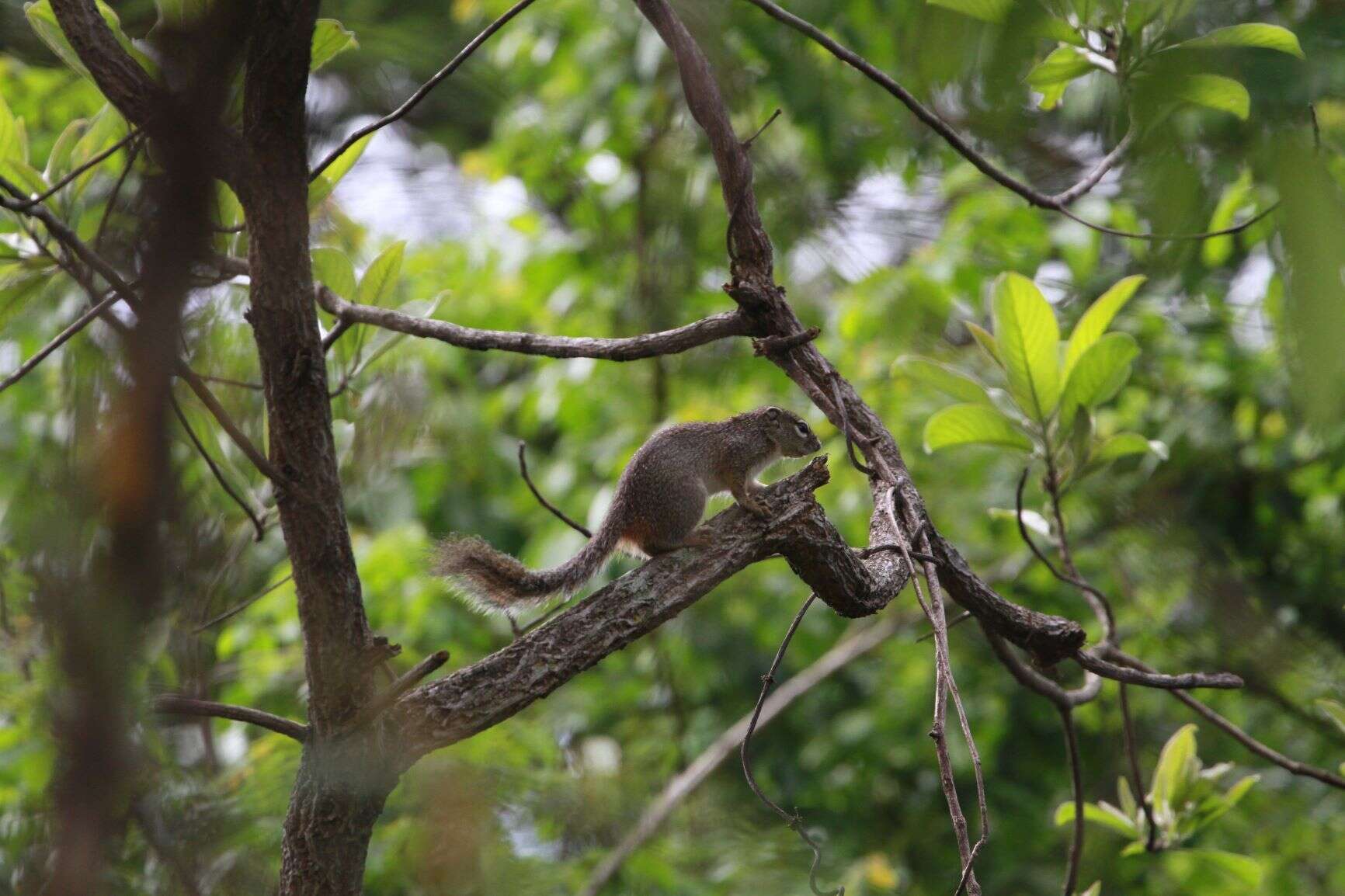 Image of Gambian Sun Squirrel