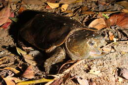 Image of Big-headed Turtle