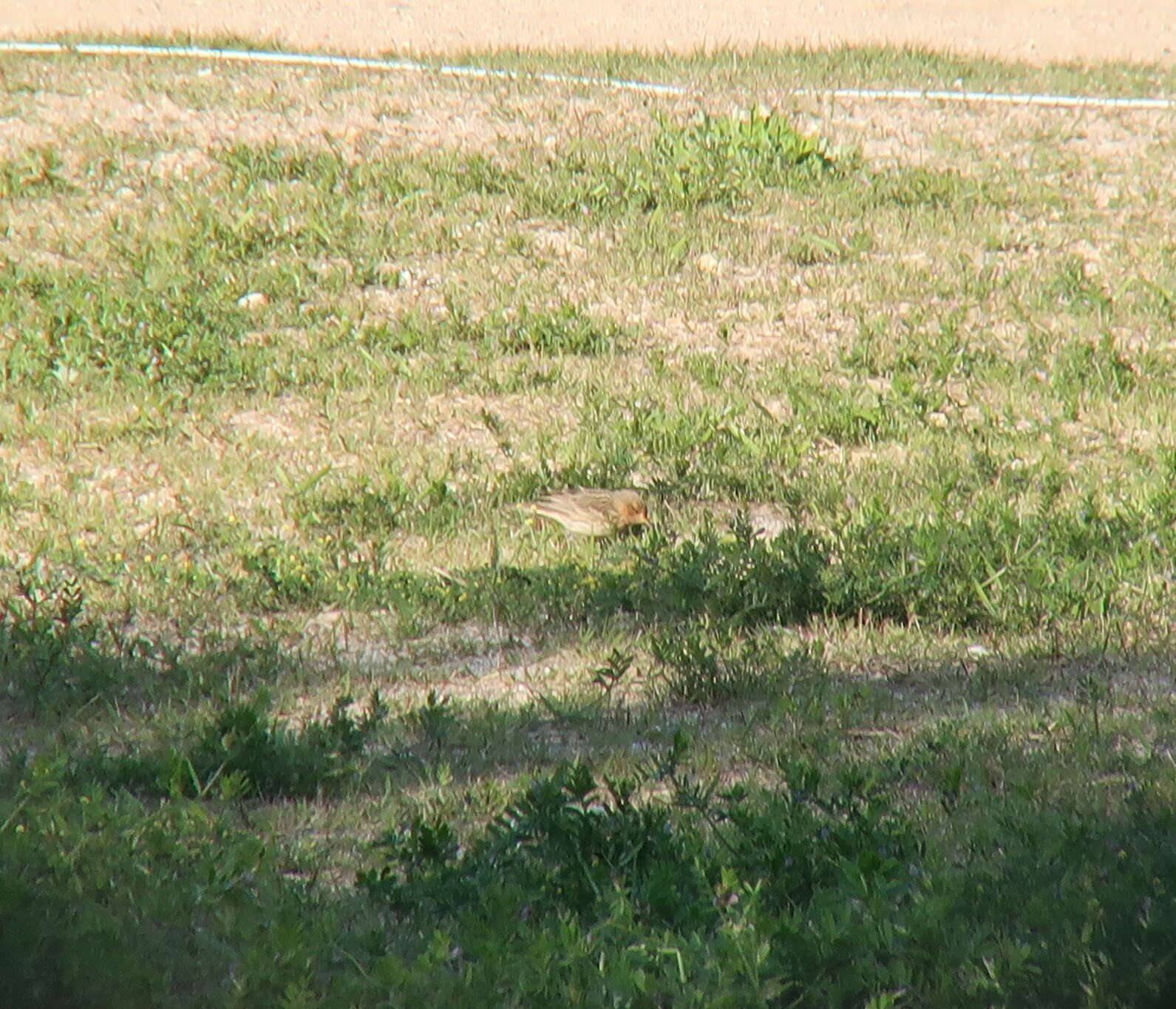 Image of Red-throated Pipit