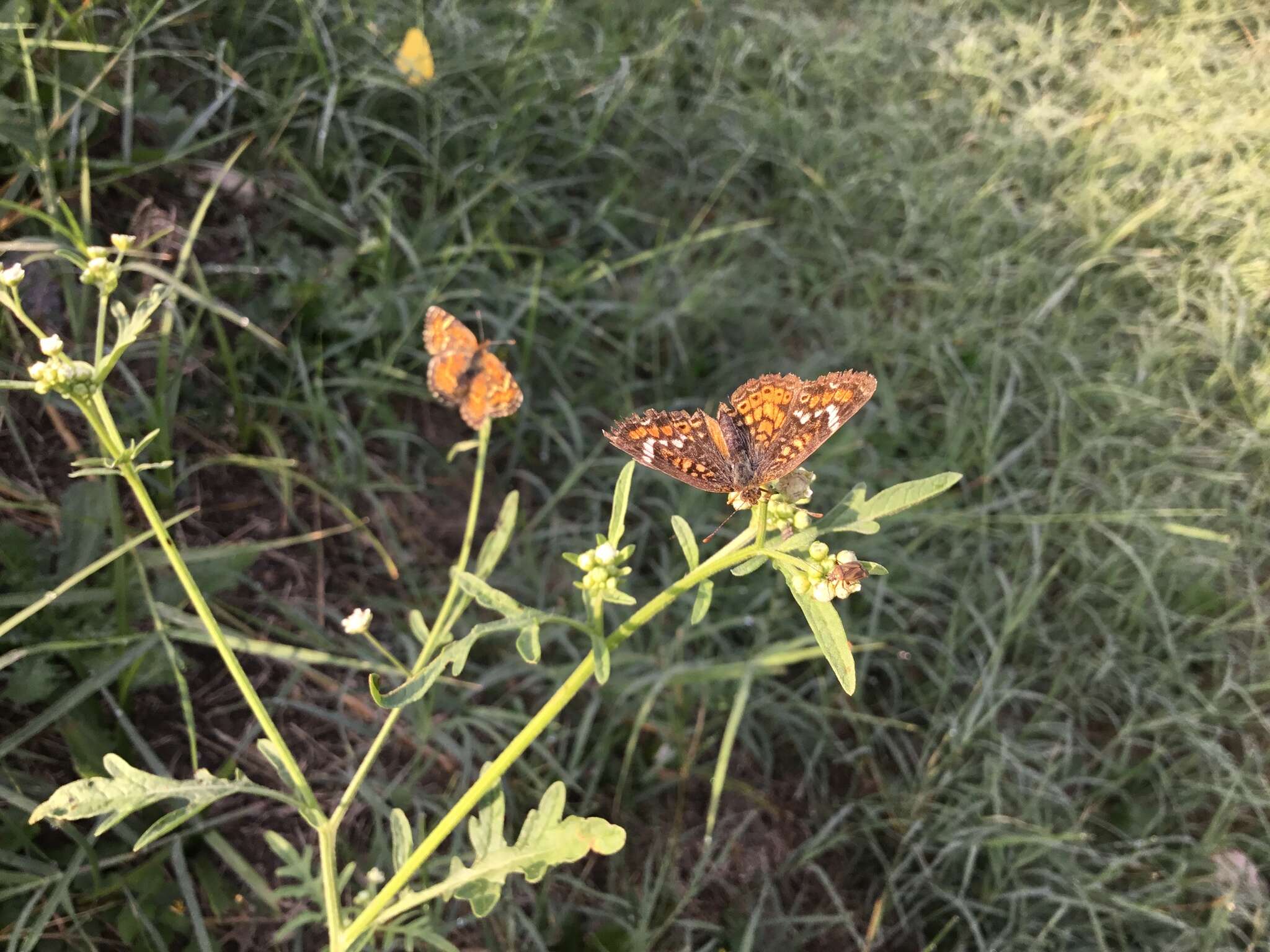 Image of <i>Phyciodes <i>phaon</i></i> phaon