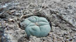 Image of Lophophora koehresii