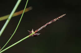 Image of Carex vanheurckii Müll. Arg.