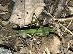 Image of Treetop Bush Katydid