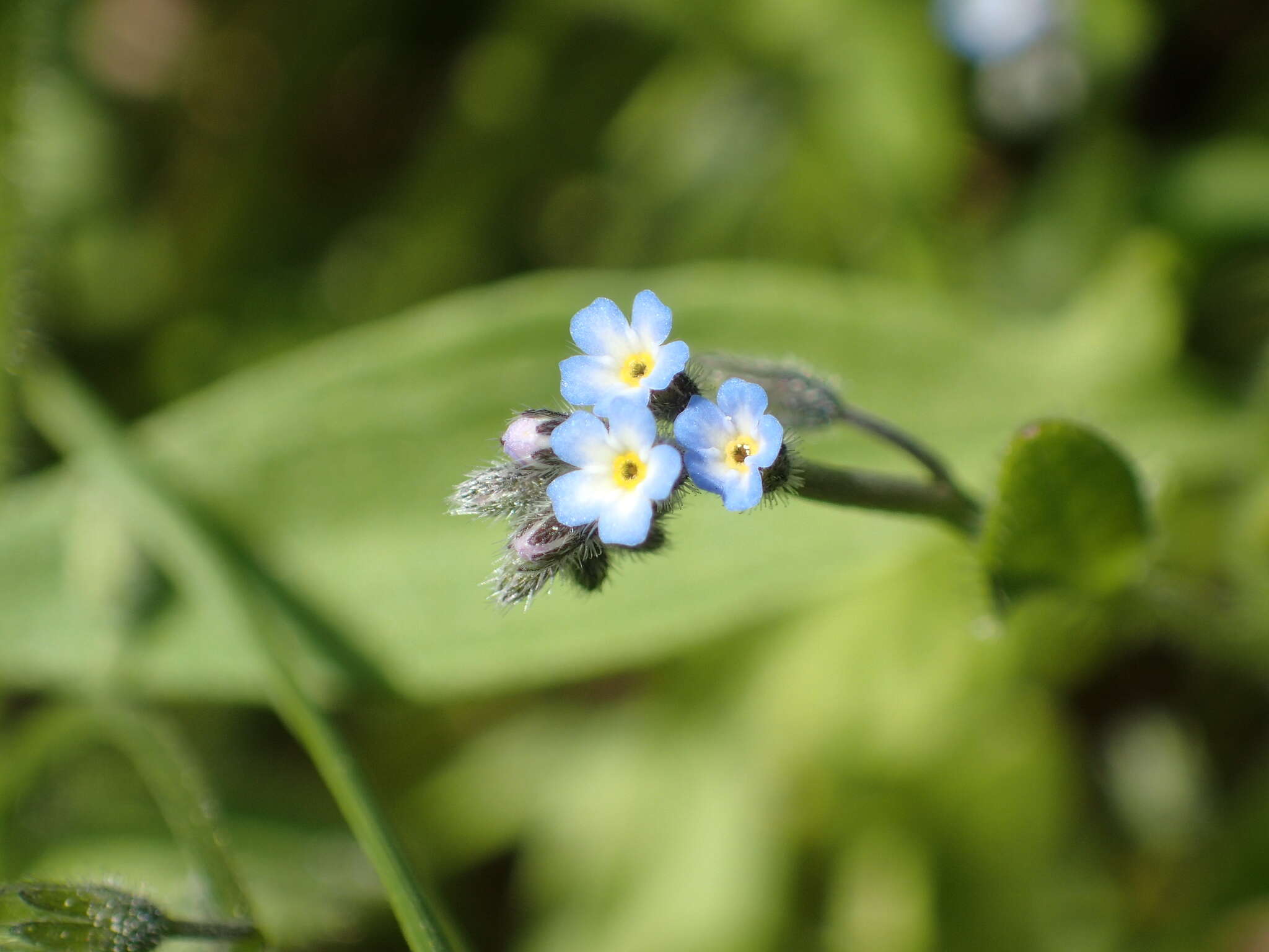 Слика од Myosotis arvensis (L.) Hill