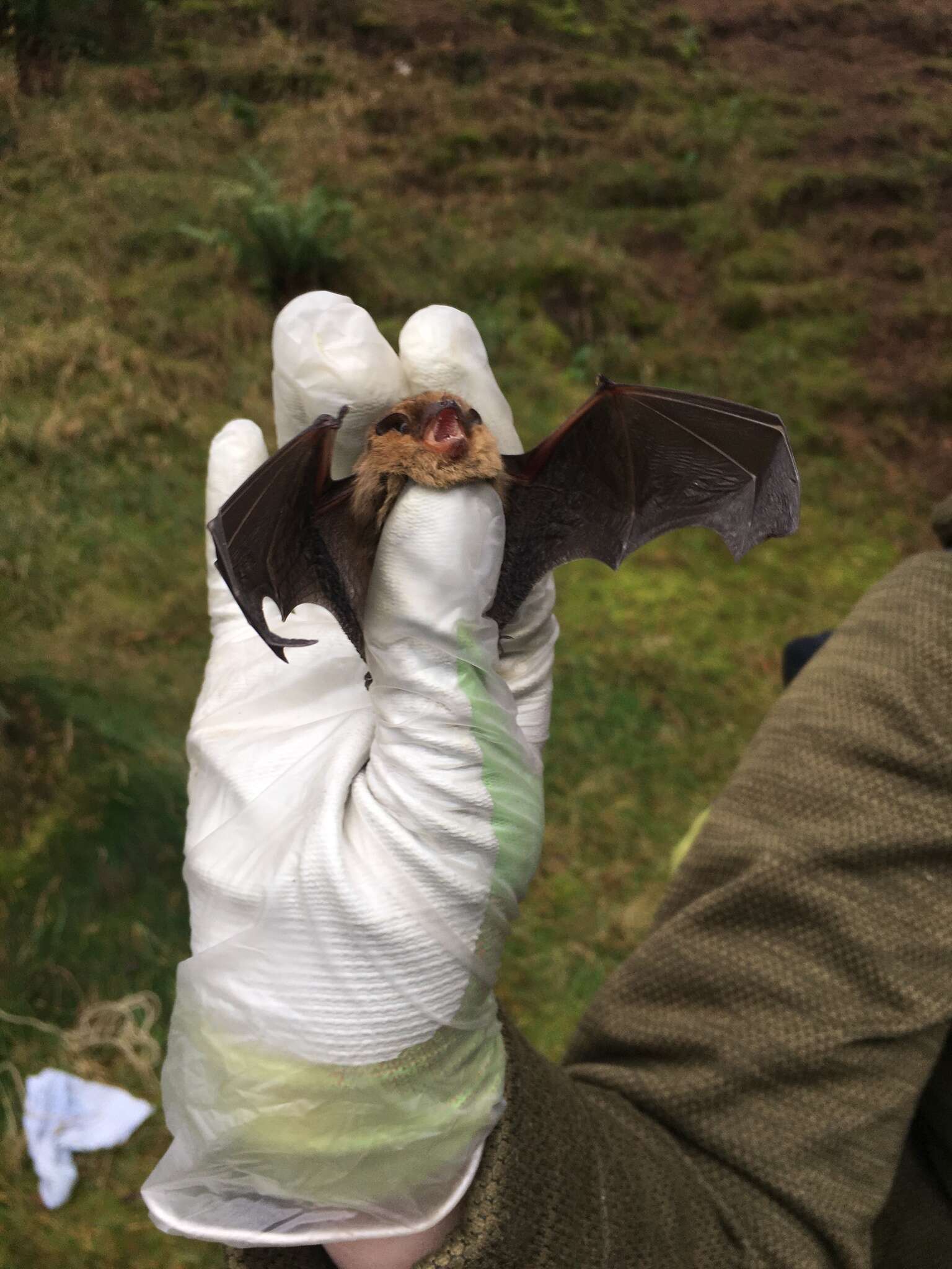 صورة Pipistrellus pygmaeus (Leach 1825)