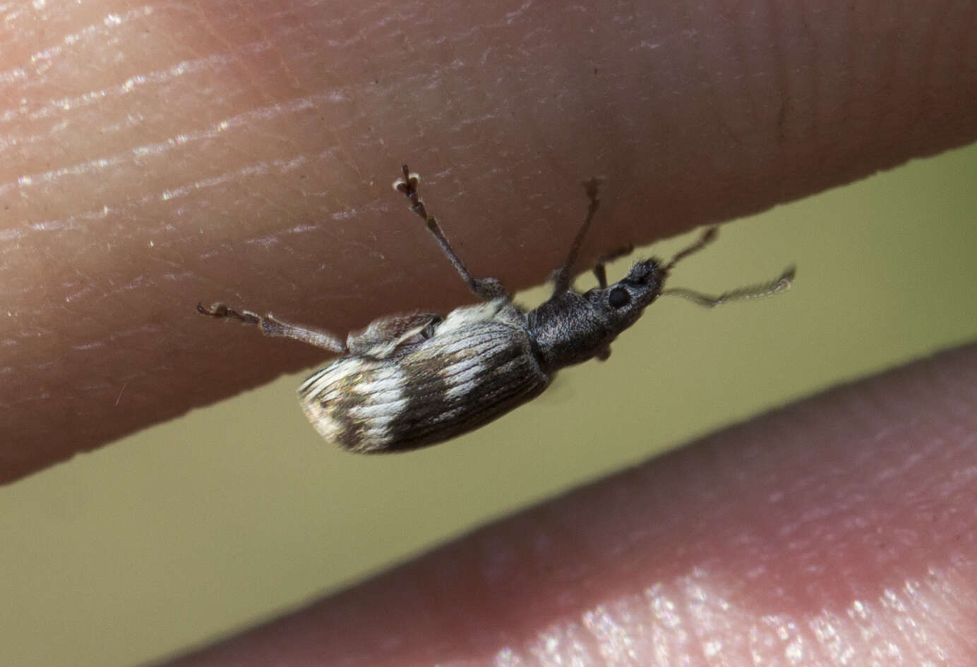 Polydrusus (Polydrusus) tereticollis (De Geer 1775) resmi