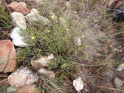 Image of Osteospermum bolusii (Compton) T. Norl.