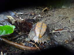 Image of Keeled box turtle