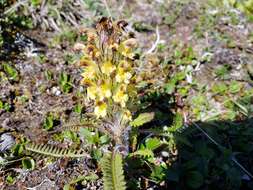 Image of Oeder's lousewort