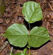 Plancia ëd Lackeya multiflora (Torr. & A. Gray) Fortunato et al.