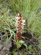 Image de Disa fragrans subsp. fragrans