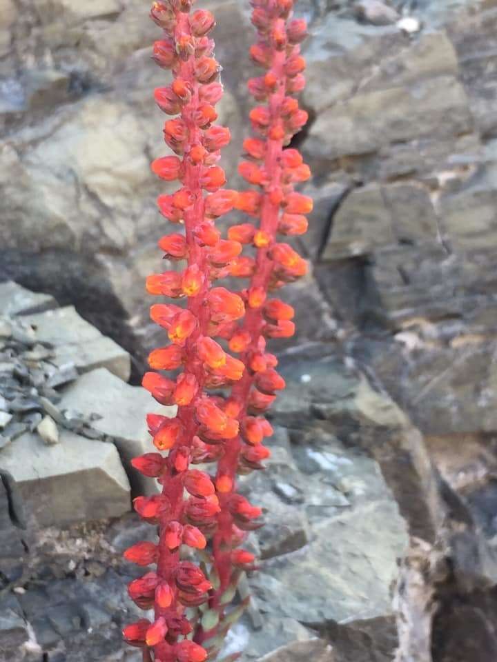 Villadia cucullata Rose resmi