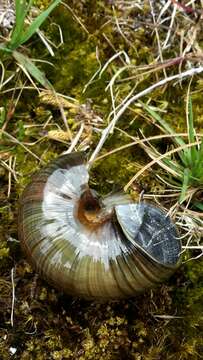 Image of Powelliphanta marchanti (Powell 1932)