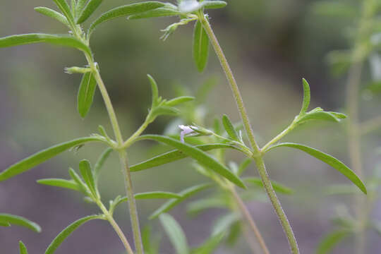 Image of summer savory