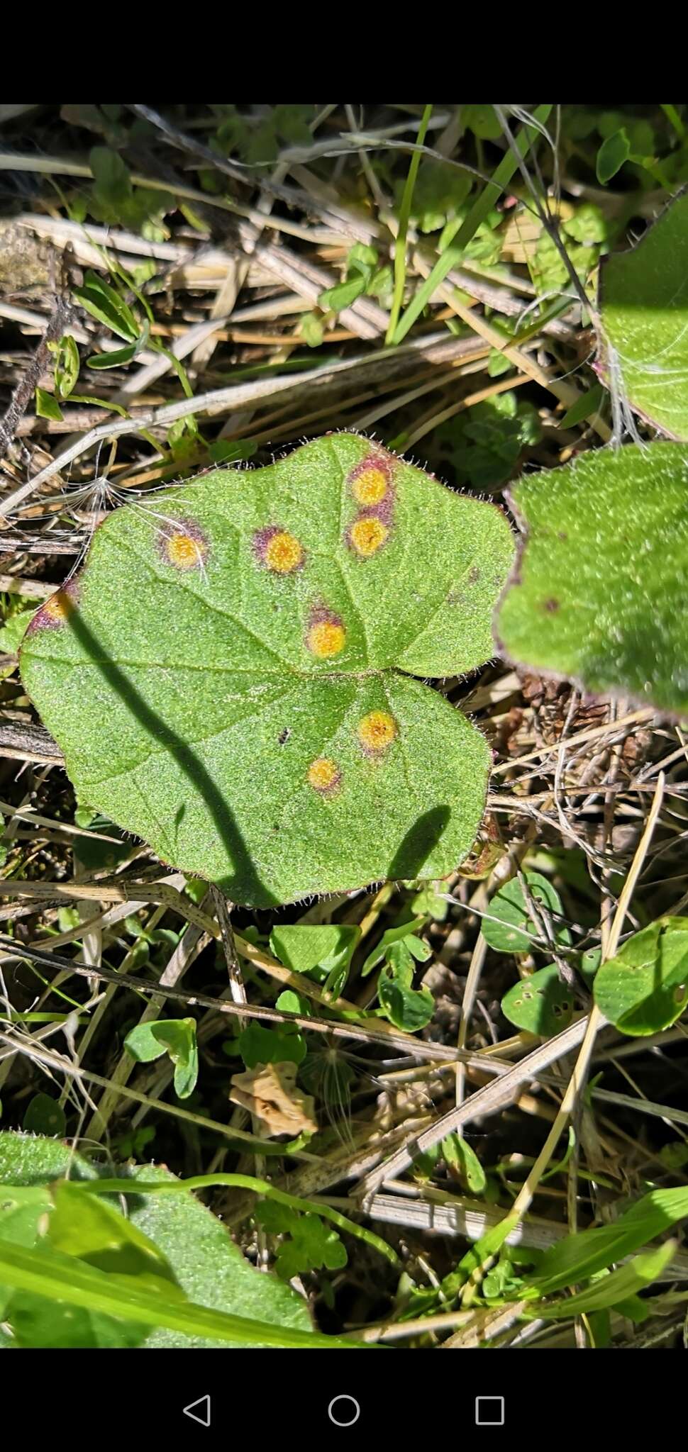 Imagem de Puccinia poarum Nielsen 1877