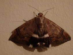 صورة Achaea janata (Linnaeus 1758)