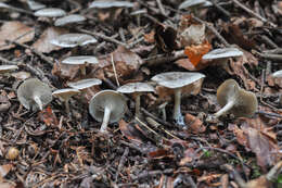 Imagem de Clitocybe ditopa (Fr.) Gillet 1874