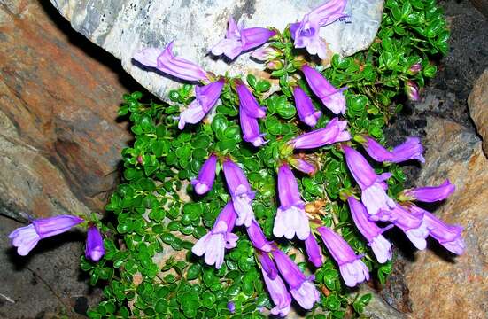 Image of Davidson's penstemon