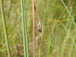 Image of Chorizandra cymbaria R. Br.