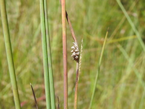 Image of Chorizandra cymbaria R. Br.