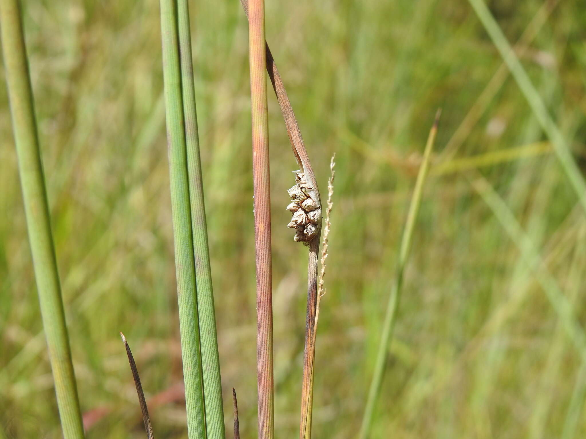 Image of Chorizandra cymbaria R. Br.