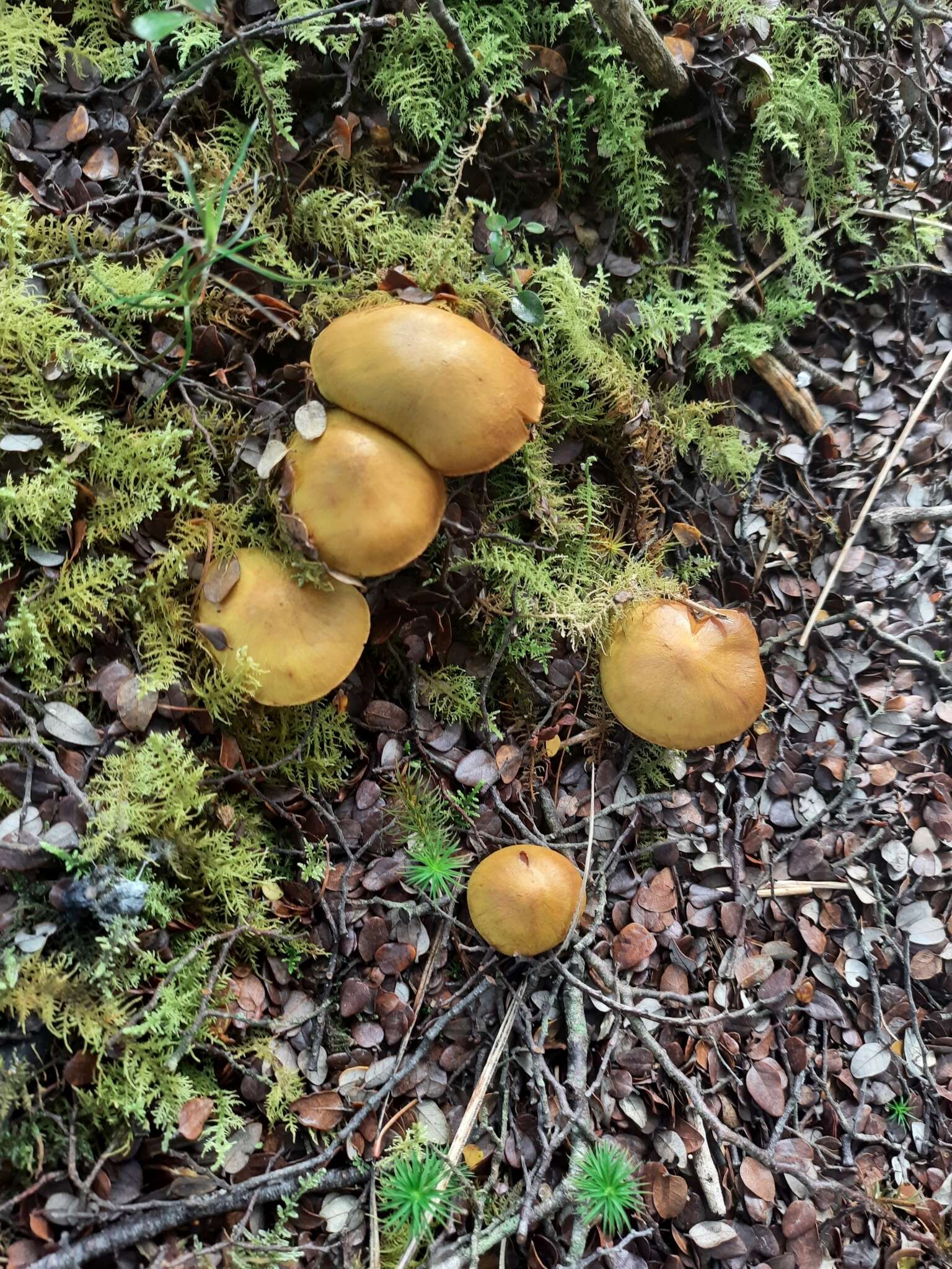 Image of Cortinarius canarius (E. Horak) Gasparini 2014