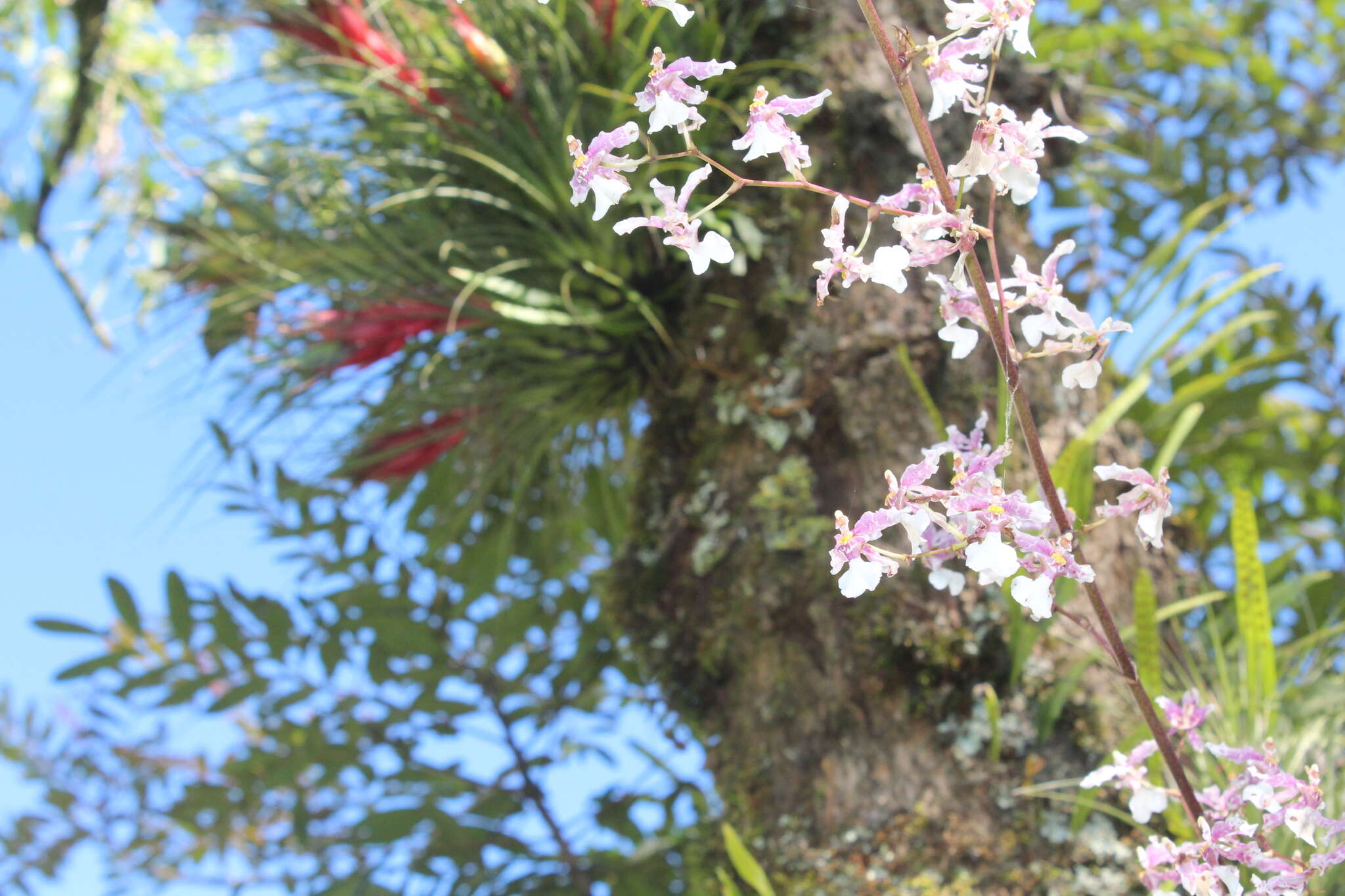 Слика од Oncidium incurvum Barker ex Lindl.