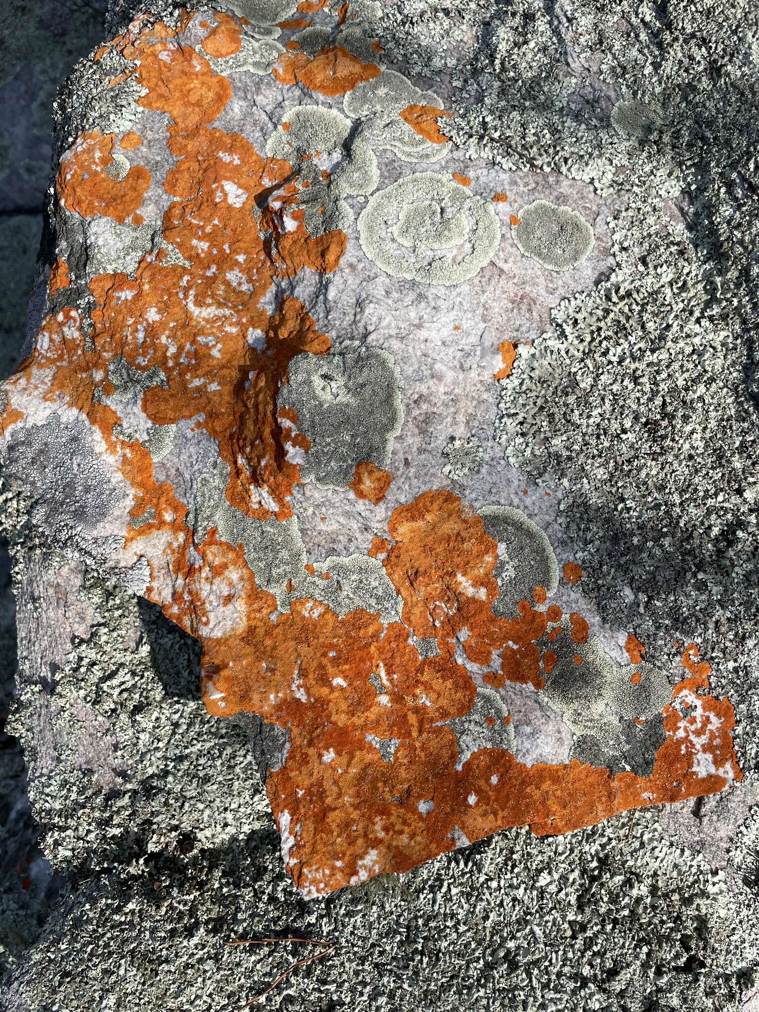 Image of cinnabar orange lichen