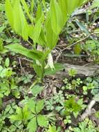 Image of Florida Bellwort