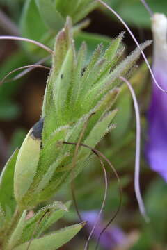 Image of Barleria meyeriana Nees