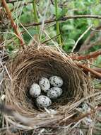 Image of Gray Bunting