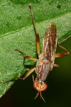 Image of Dichetophora obliterata (Fabricius 1805)