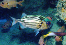 Image of Blackfin Soldierfish