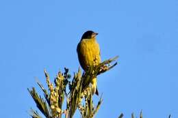 Image of Black-headed Greenfinch