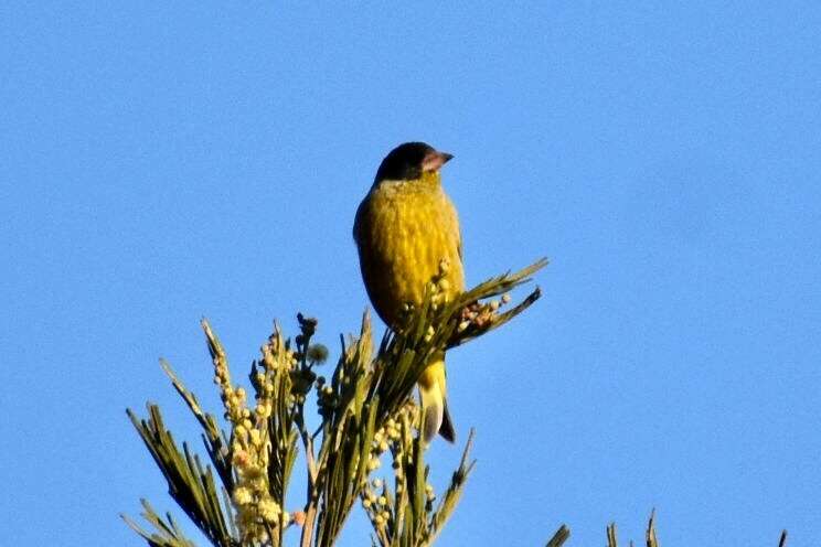 Image of Black-headed Greenfinch