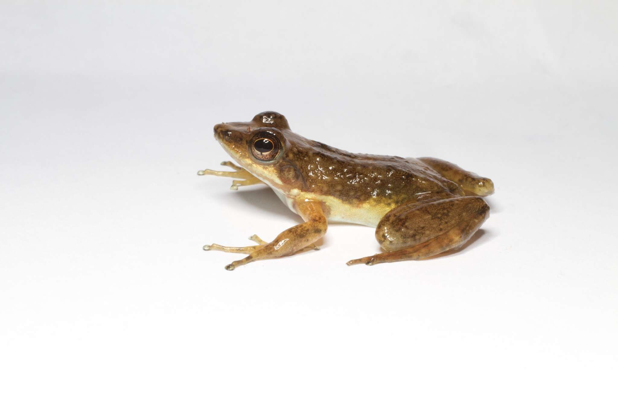 Image of Ivohimanita Madagascar Frog