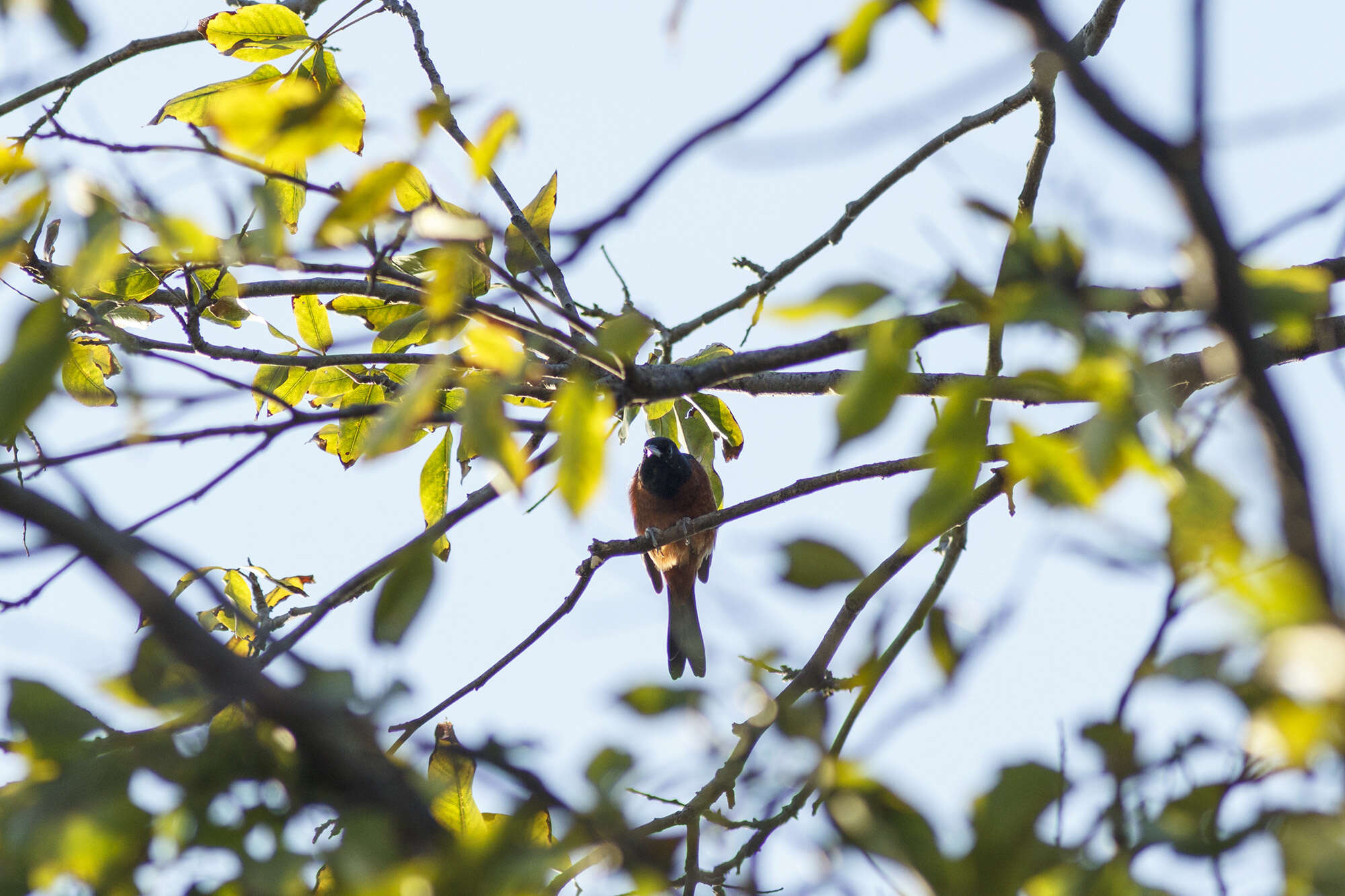 Image of Orchard Oriole