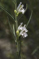 Image of Upright Blue Beardtongue