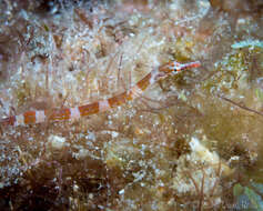 Image of Brown-banded Pipefish