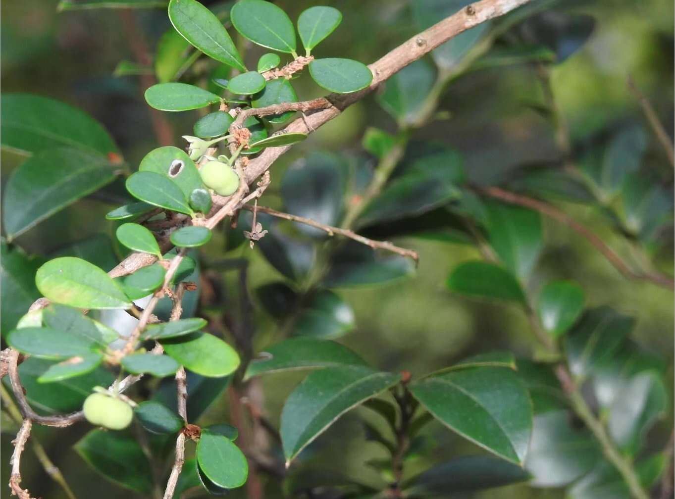 Image of Phyllanthus cochinchinensis Spreng.