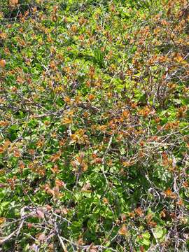 Image de Lonicera caerulea subsp. edulis (Turcz. ex Herder) Hultén