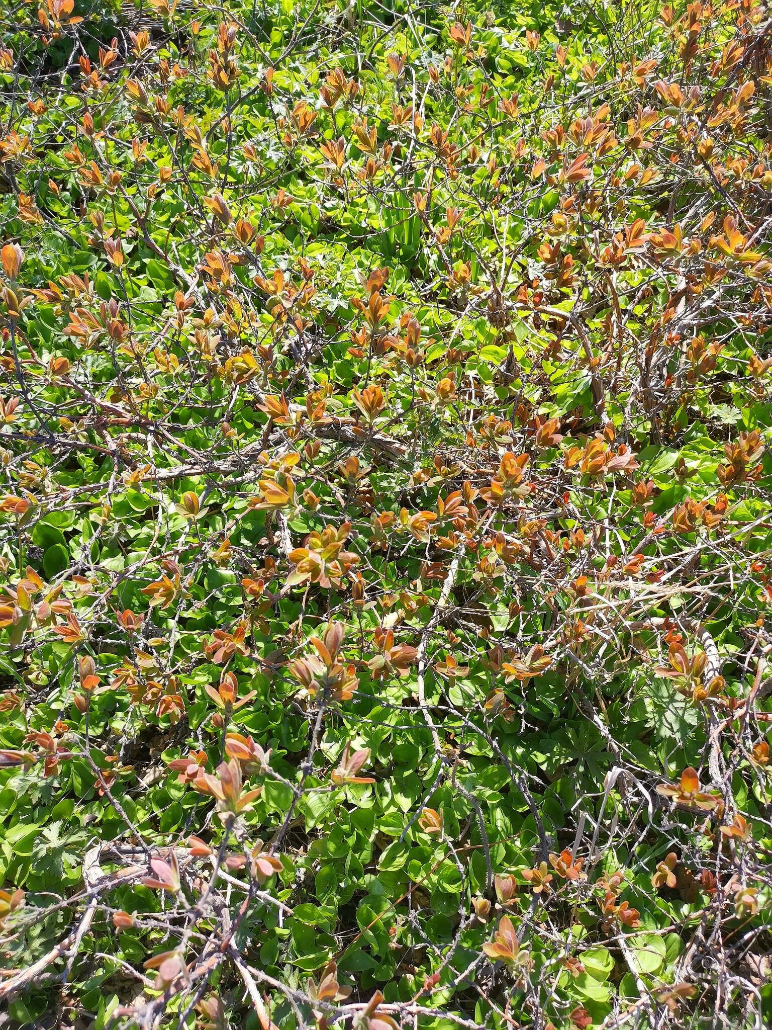 Imagem de Lonicera caerulea subsp. edulis (Turcz. ex Herder) Hultén