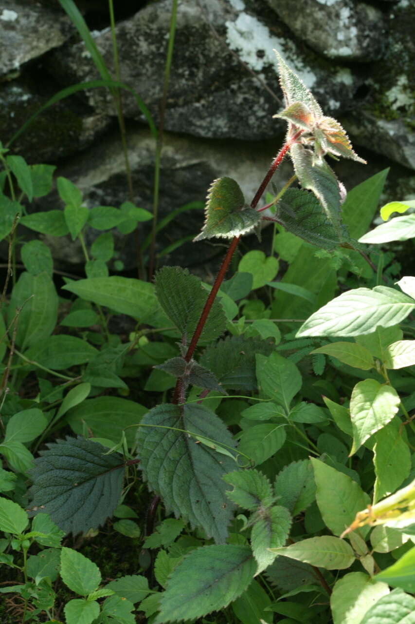 Imagem de Achimenes grandiflora (Schiede) DC.