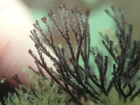 Image of Brown bryozoan