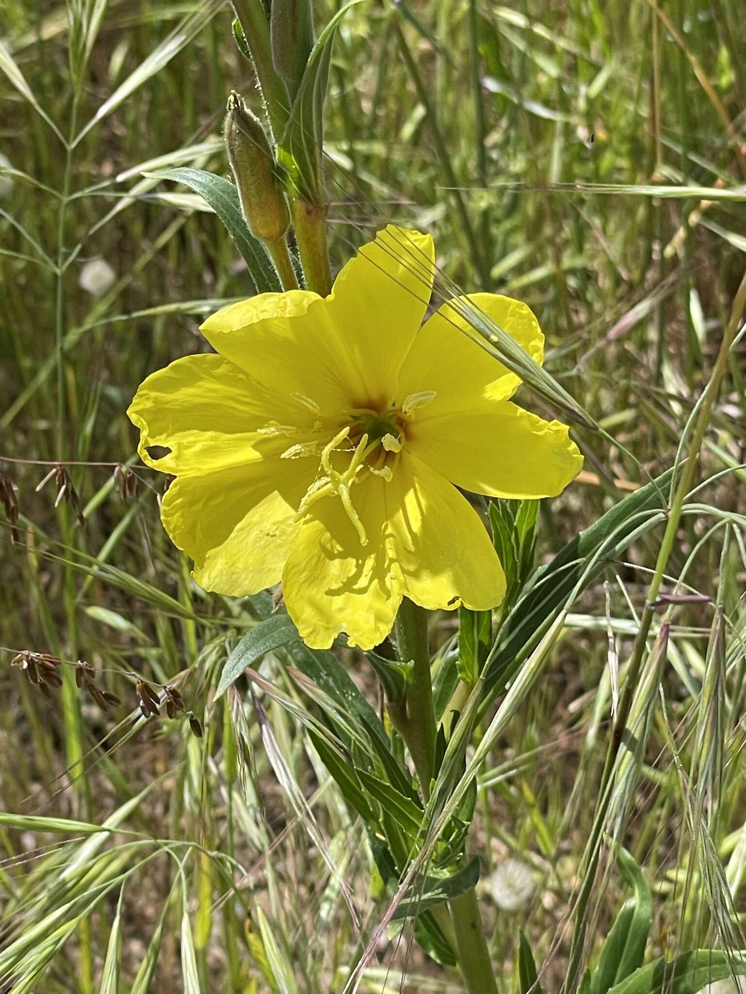 Sivun Oenothera stricta subsp. stricta kuva